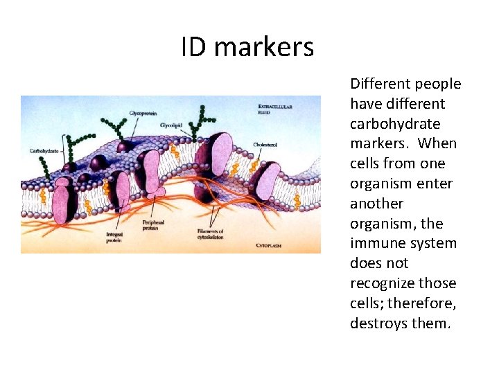 ID markers Different people have different carbohydrate markers. When cells from one organism enter
