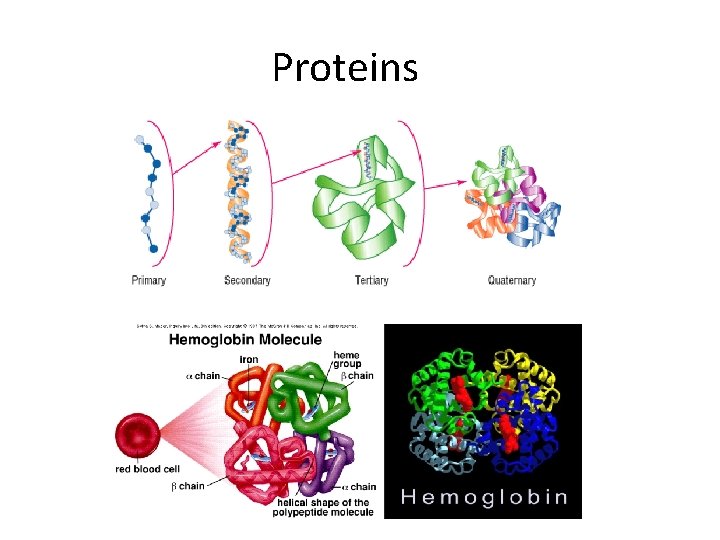 Proteins 