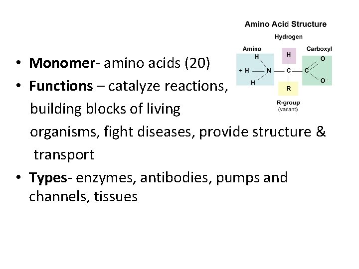 • Monomer- amino acids (20) • Functions – catalyze reactions, building blocks of