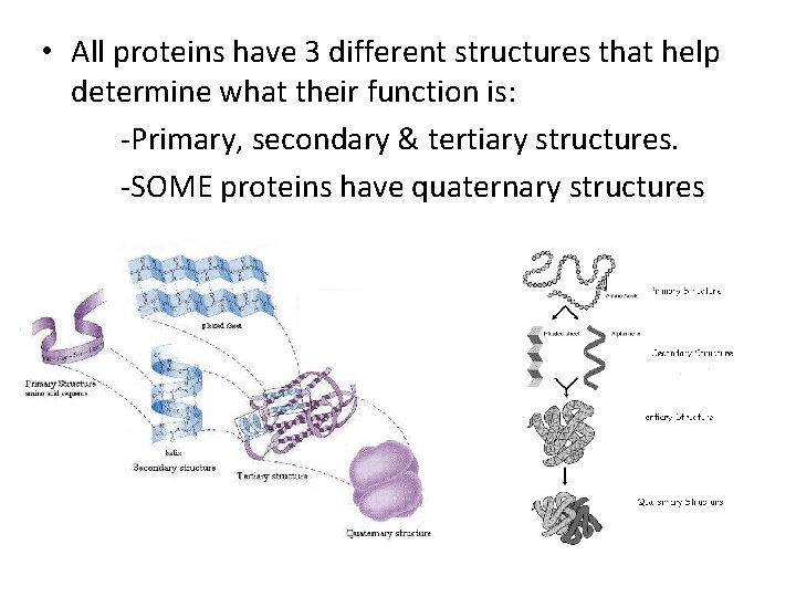  • All proteins have 3 different structures that help determine what their function
