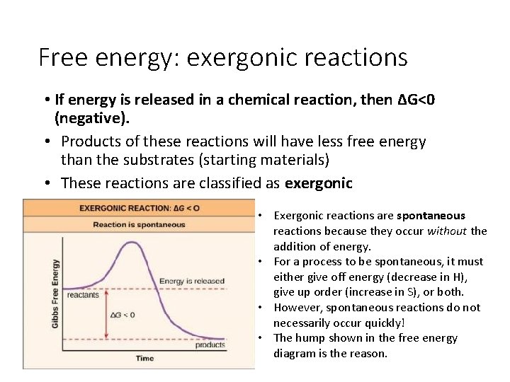 Free energy: exergonic reactions • If energy is released in a chemical reaction, then
