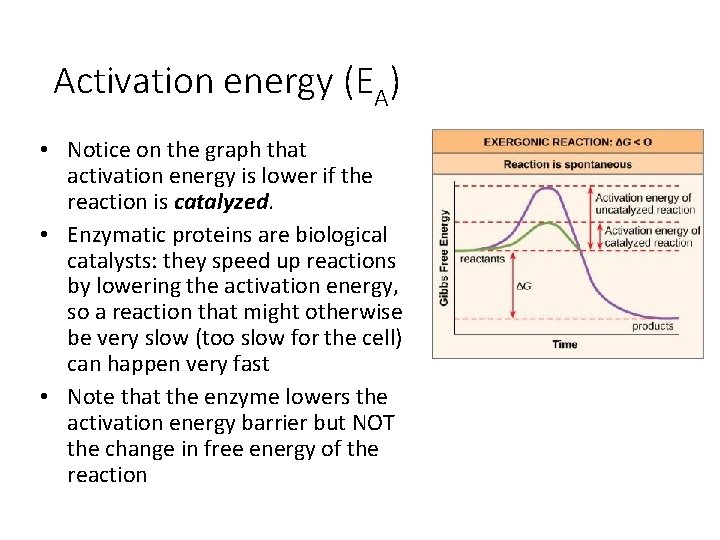 Activation energy (EA) • Notice on the graph that activation energy is lower if