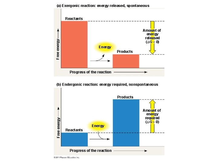 (a) Exergonic reaction: energy released, spontaneous Reactants Free energy Amount of energy released (DG