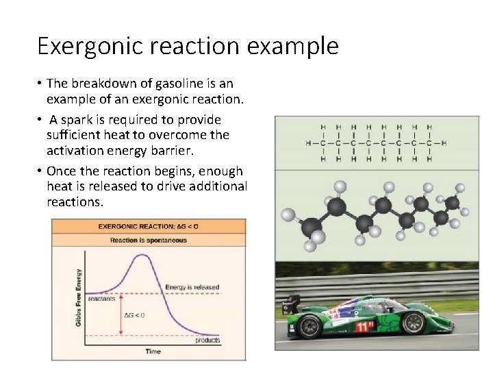 Exergonic reaction example • The breakdown of gasoline is an example of an exergonic