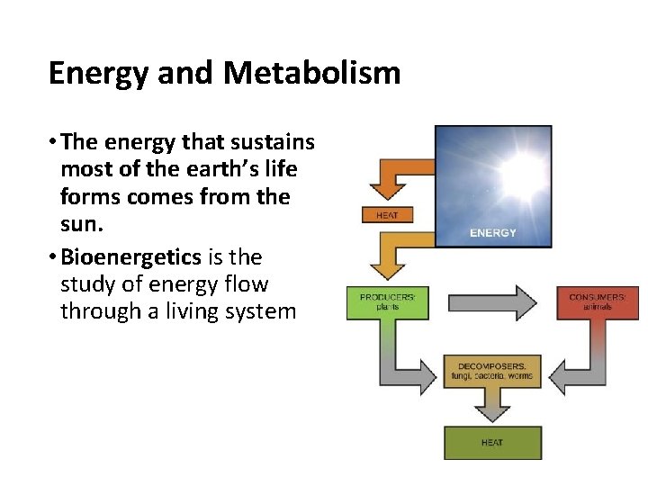 Energy and Metabolism • The energy that sustains most of the earth’s life forms