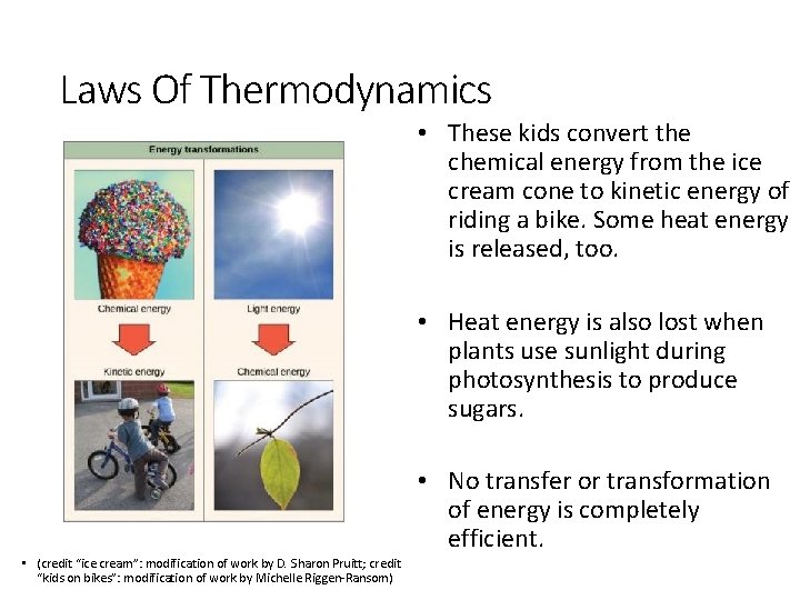 Laws Of Thermodynamics • These kids convert the chemical energy from the ice cream