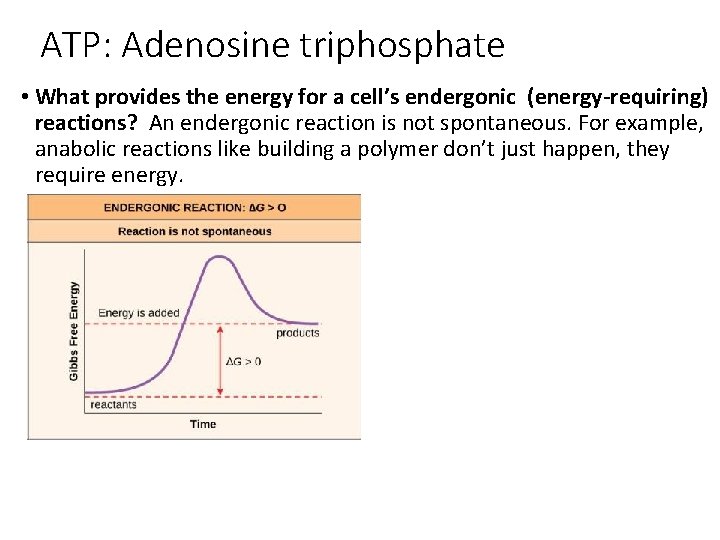 ATP: Adenosine triphosphate • What provides the energy for a cell’s endergonic (energy-requiring) reactions?
