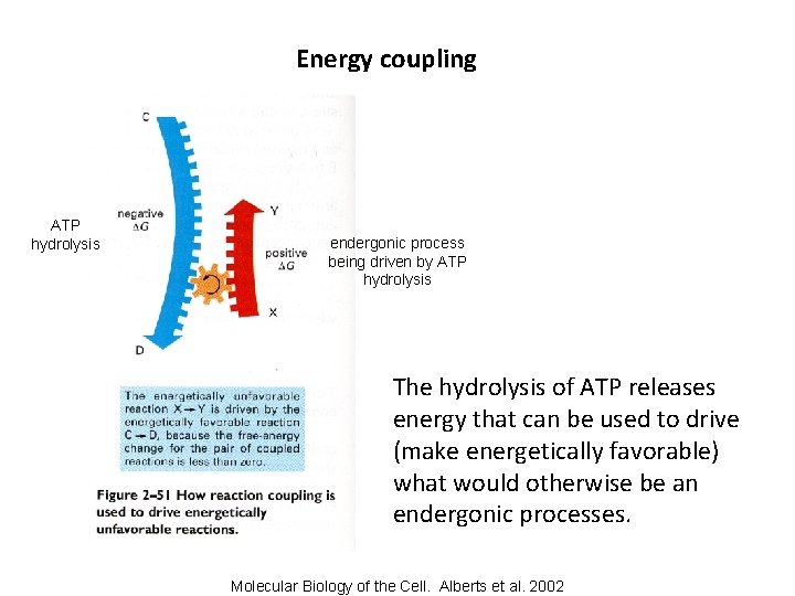 Energy coupling ATP hydrolysis endergonic process being driven by ATP hydrolysis The hydrolysis of