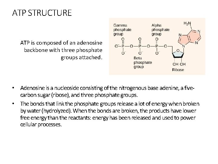 ATP STRUCTURE ATP is composed of an adenosine backbone with three phosphate groups attached.