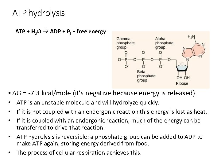 ATP hydrolysis ATP + H 2 O ADP + Pi + free energy •