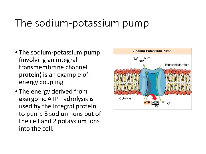 The sodium-potassium pump • The sodium-potassium pump (involving an integral transmembrane channel protein) is