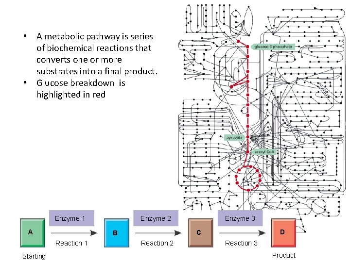  • A metabolic pathway is series of biochemical reactions that converts one or