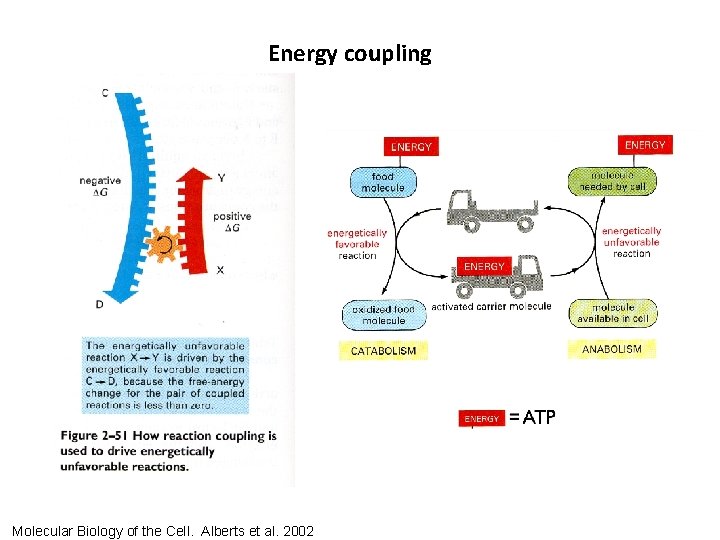 Energy coupling Molecular Biology of the Cell. Alberts et al. 2002 