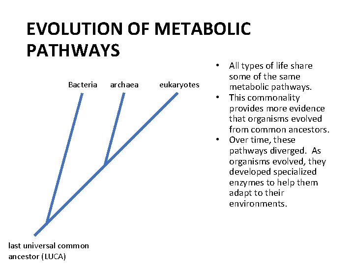 EVOLUTION OF METABOLIC PATHWAYS Bacteria last universal common ancestor (LUCA) archaea eukaryotes • All