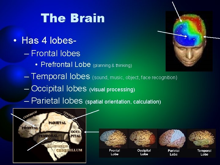 The Brain • Has 4 lobes– Frontal lobes • Prefrontal Lobe (planning & thinking)