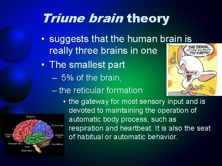 Triune brain theory • suggests that the human brain is really three brains in