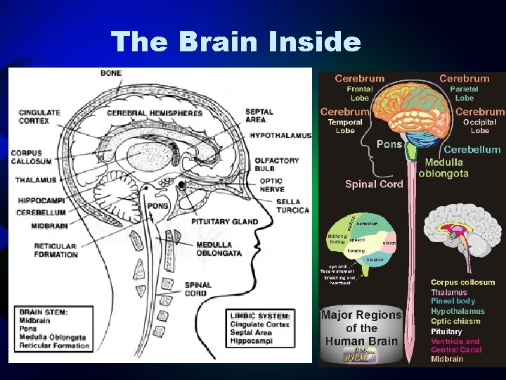 The Brain Inside 