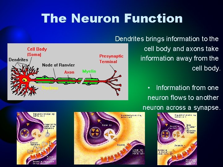 The Neuron Function Dendrites brings information to the cell body and axons take information