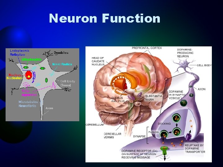 Neuron Function 