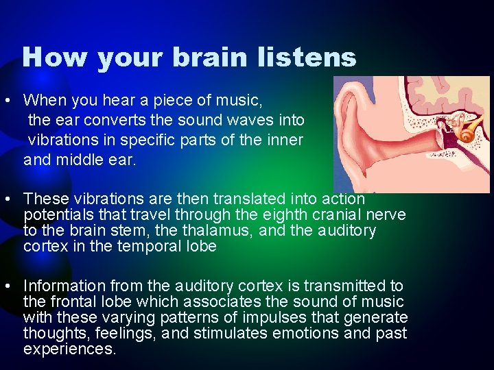 How your brain listens • When you hear a piece of music, the ear