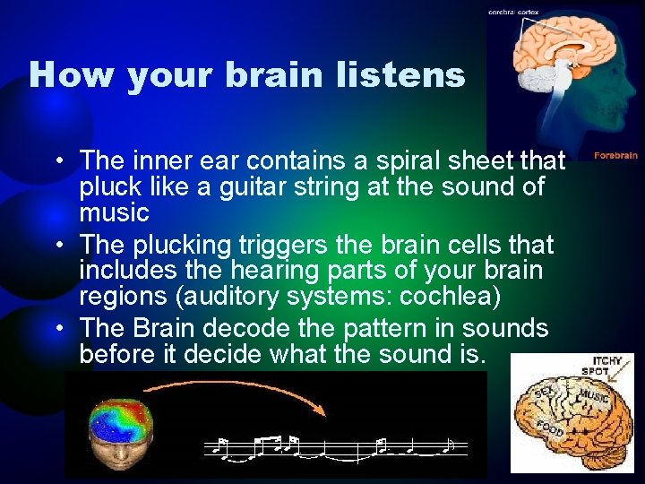 How your brain listens • The inner ear contains a spiral sheet that pluck
