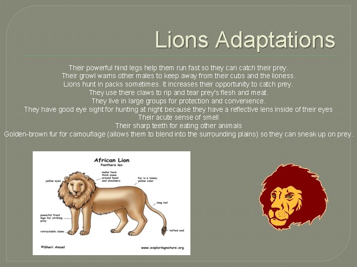 Lions Adaptations Their powerful hind legs help them run fast so they can catch