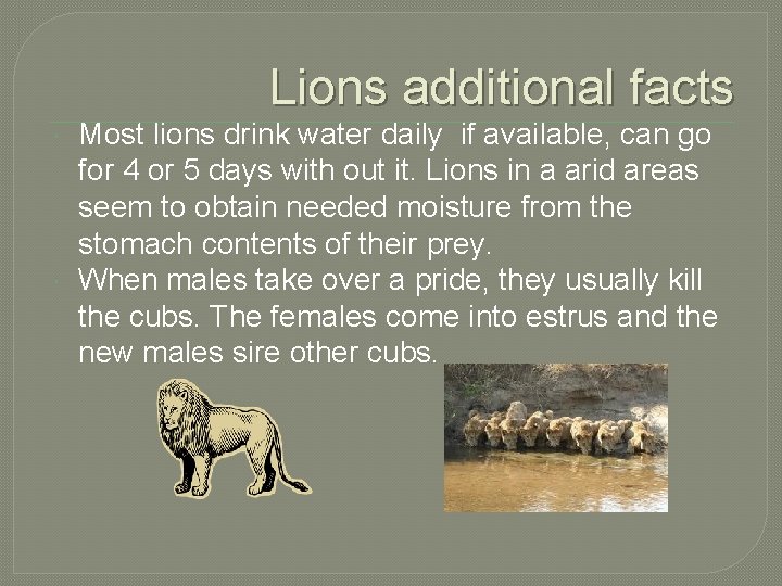 Lions additional facts Most lions drink water daily if available, can go for 4