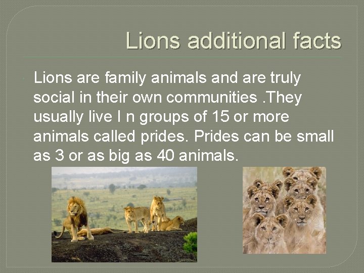 Lions additional facts Lions are family animals and are truly social in their own