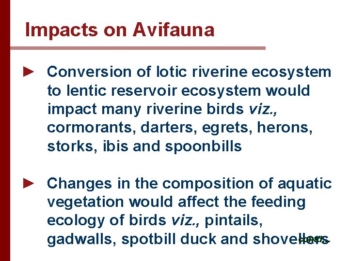 Impacts on Avifauna ► Conversion of lotic riverine ecosystem to lentic reservoir ecosystem would