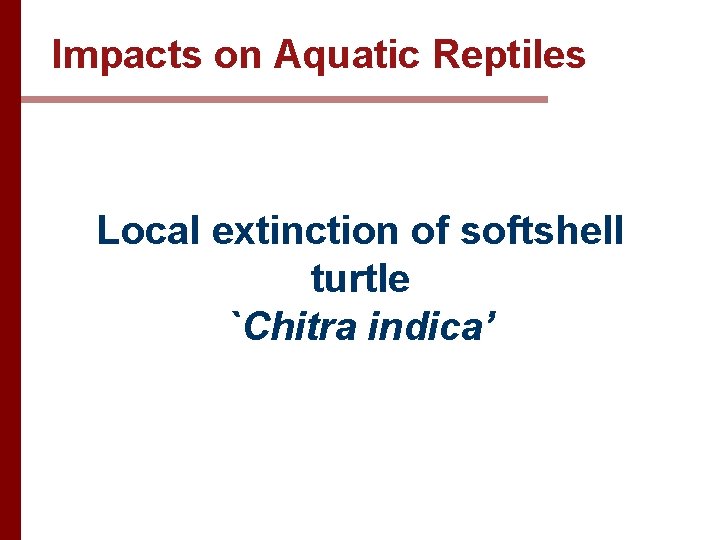 Impacts on Aquatic Reptiles Local extinction of softshell turtle `Chitra indica’ 