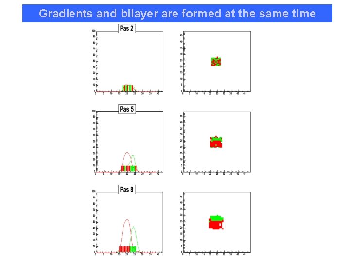 Gradients and bilayer are formed at the same time 