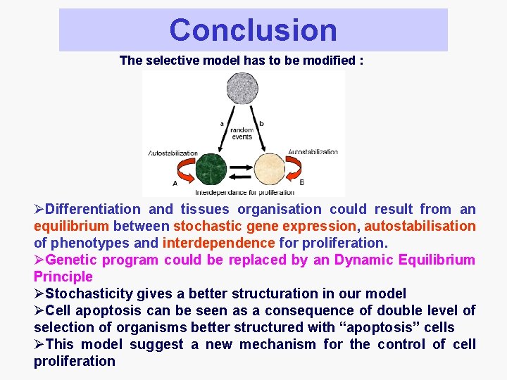 Conclusion The selective model has to be modified : ØDifferentiation and tissues organisation could