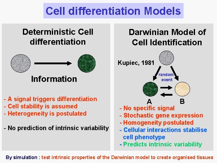Cell differentiation Models Deterministic Cell differentiation Darwinian Model of Cell Identification Kupiec, 1981 random