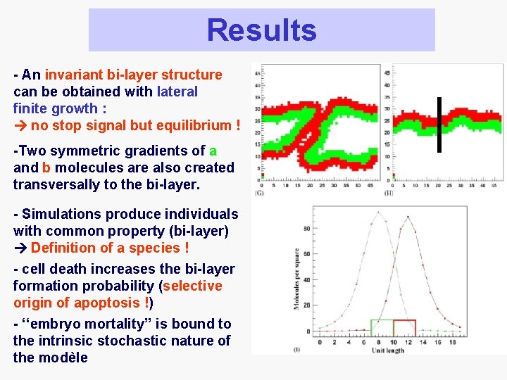 Results - An invariant bi-layer structure can be obtained with lateral finite growth :