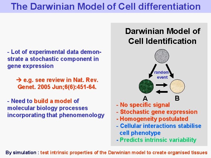 The Darwinian Model of Cell differentiation Darwinian Model of Cell Identification - Lot of