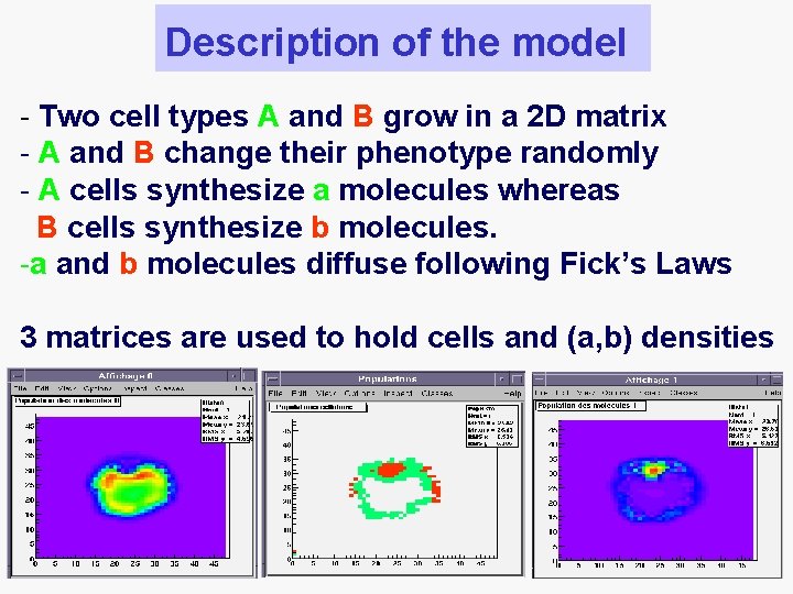Description of the model - Two cell types A and B grow in a
