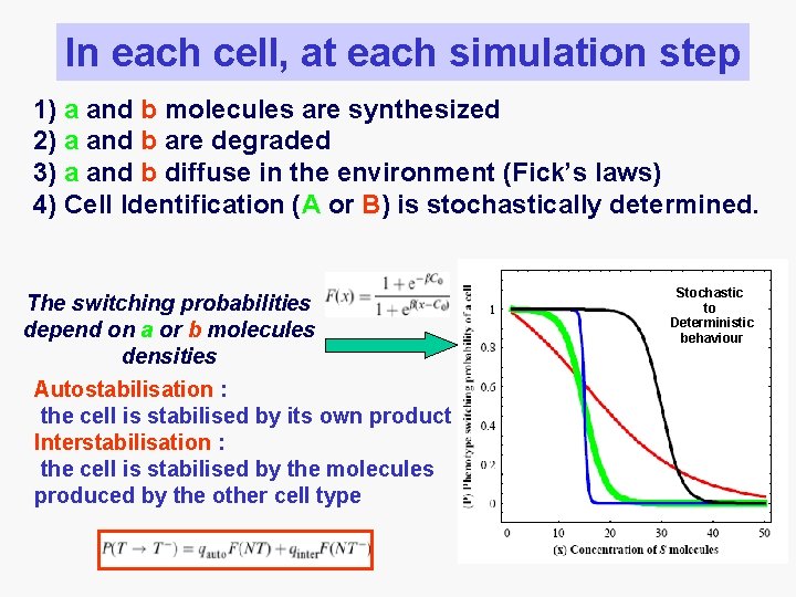 In each cell, at each simulation step 1) a and b molecules are synthesized