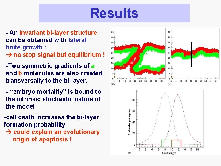 Results - An invariant bi-layer structure can be obtained with lateral finite growth :