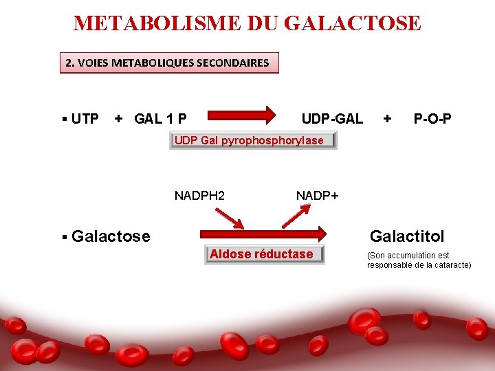 METABOLISME DU GALACTOSE 2. VOIES METABOLIQUES SECONDAIRES § UTP + GAL 1 P UDP-GAL