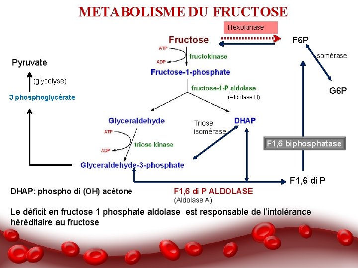 METABOLISME DU FRUCTOSE Héxokinase F 6 P isomérase Pyruvate (glycolyse) 3 phosphoglycérate G 6