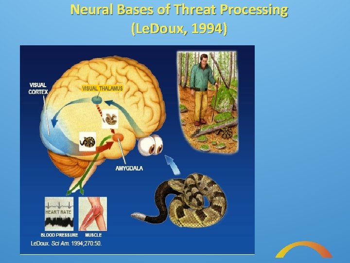 Neural Bases of Threat Processing (Le. Doux, 1994) 