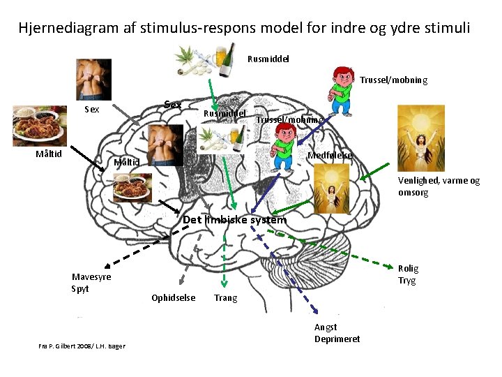 Hjernediagram af stimulus-respons model for indre og ydre stimuli Rusmiddel Trussel/mobning Sex Måltid Rusmiddel