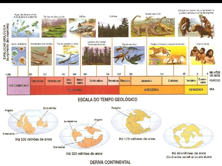 Eras Geológicas Período Cenozóico Eventos Dobramentos Modernos Abertura do Atlântico Alpes, Andes, etc Mesozóico