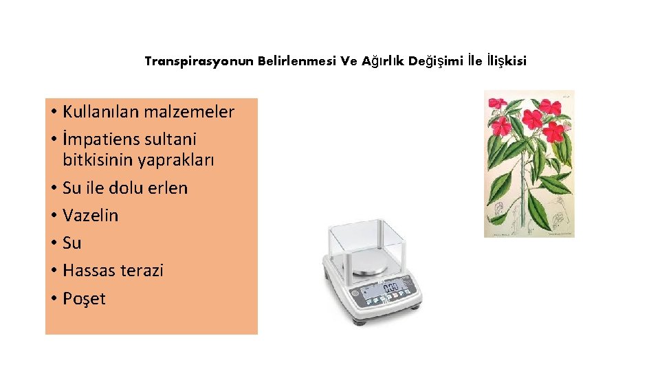 Transpirasyonun Belirlenmesi Ve Ağırlık Değişimi İle İlişkisi • Kullanılan malzemeler • İmpatiens sultani bitkisinin