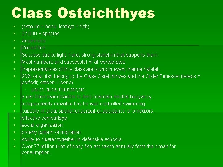Class Osteichthyes § § § § (osteum = bone; ichthys = fish) 27, 000