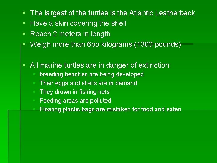 § § The largest of the turtles is the Atlantic Leatherback Have a skin