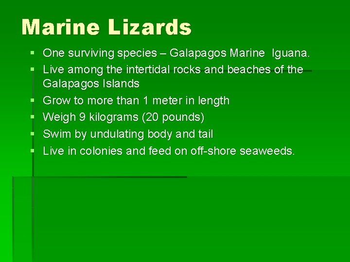 Marine Lizards § One surviving species – Galapagos Marine Iguana. § Live among the