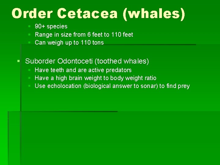 Order Cetacea (whales) § § § 90+ species Range in size from 6 feet