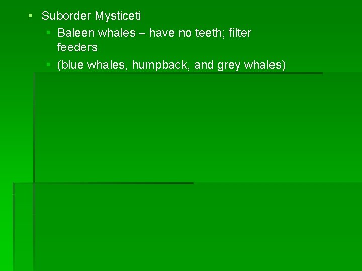 § Suborder Mysticeti § Baleen whales – have no teeth; filter feeders § (blue