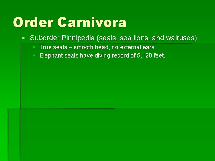 Order Carnivora § Suborder Pinnipedia (seals, sea lions, and walruses) § True seals –